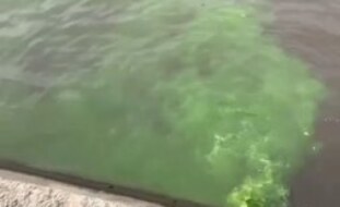 Пробы воды, взятые из Москва-реки после попадания в нее зеленой жидкости, п…